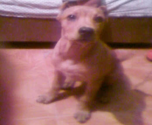 este es mi perro tyson tiene 4 meses imedio este es mi perro tyson tiene 4 meses imedio